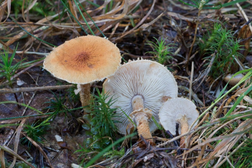 Agaricaceae_Cystoderma amiantinum 2-2.jpg