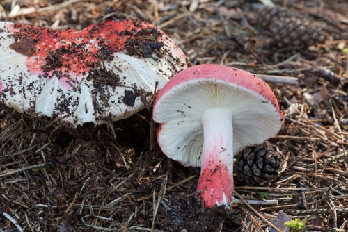 Russulaceae_Russula sanguinea 1-2.jpg