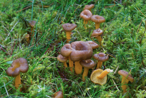 Cantharellaceae_Craterellus tubaeformis 1-2.jpg