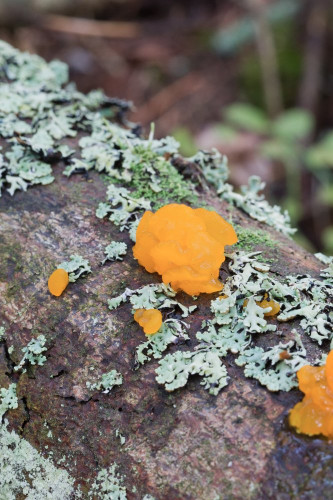 Tremellaceae_Tremella mesenterica 1-2.jpg