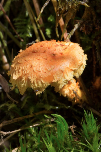 Strophariaceae_Pholiota flammans 1-2.jpg