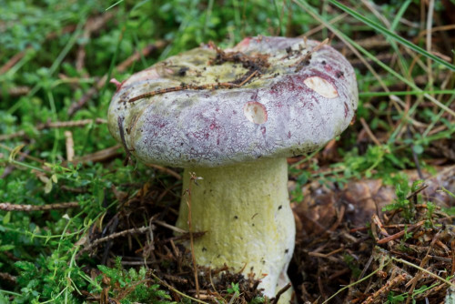 Boletaceae_Butyriboletus sp cf 1.jpg