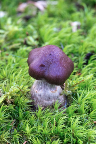 Cortinariaceae_Cortinarius sp 1-3.jpg