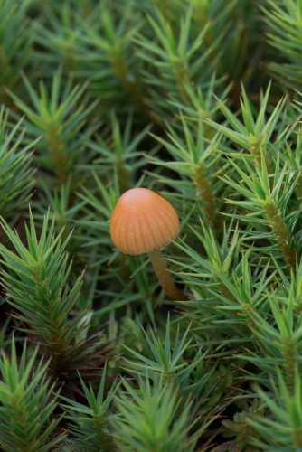 Strophariaceae_Galerina sp cf 1-2.jpg