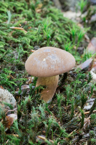 Boletaceae_Imleria badia 1-2.jpg