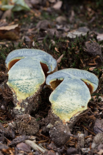 Boletaceae_Neoboletus luridiformis 2.jpg