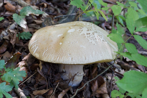 Boletaceae_Boletus reticulatus 1-2.jpg