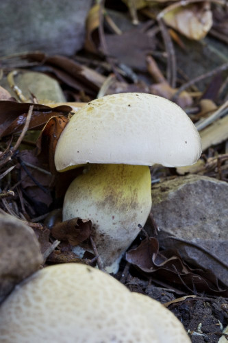 Boletaceae_Caloboletus radicans 2-2.jpg