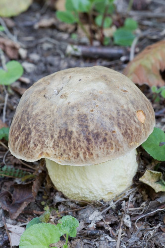 Boletaceae_Butyriboletus appendiculatus 1-2.jpg