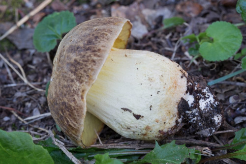 Boletaceae_Butyriboletus appendiculatus 3.jpg