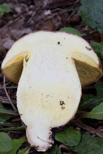 Boletaceae_Butyriboletus appendiculatus 4.jpg