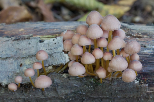 Tricholomataceae_Mycena renati 2-2.jpg