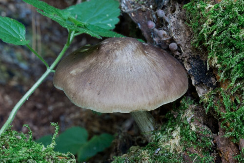 Pluteaceae_Pluteus cervinus 1-2.jpg