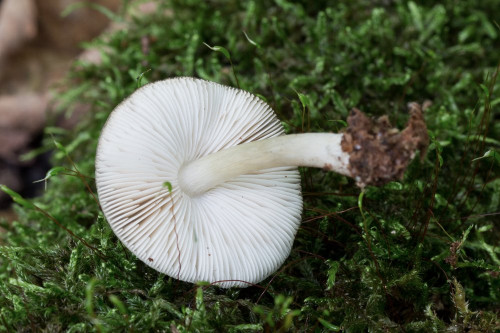 Pluteaceae_Pluteus cinereofuscus cf 2-2.jpg