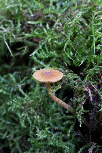 Tubariaceae_Tubaria sp cf 1-2.jpg