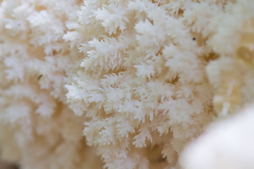 Hericiaceae_Hericium coralloides.jpg