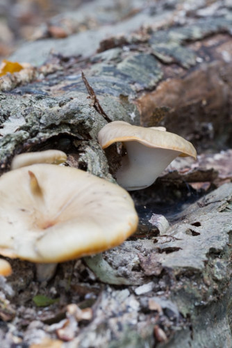 Polyporaceae_Picipes badius 2.jpg