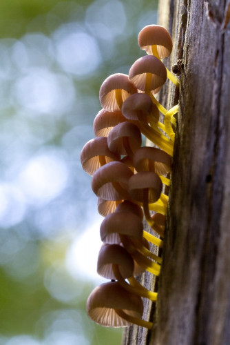 Tricholomataceae_Mycena renati.jpg