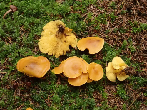 Calocybe chrysenteron;StO.JPG