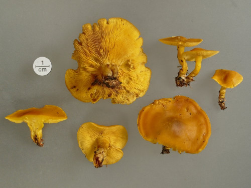 Calocybe chrysenteron;Studio.JPG