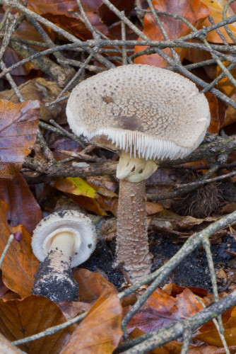 Amanitaceae_Amanita rubescens var annulosulfurea.jpg