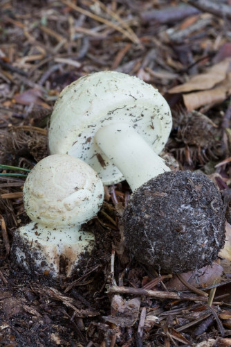 Amanitaceae_Amanita citrina 1-2.jpg