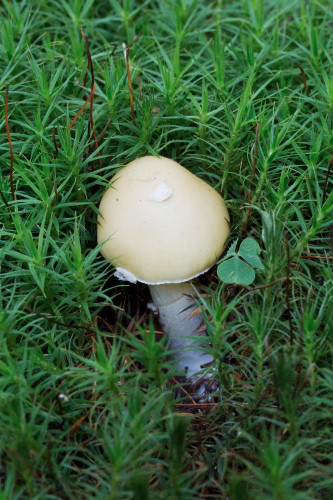 Amanitaceae_Amanita gemmata 6-2.jpg