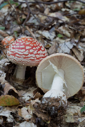 Amanitaceae_Amanita muscaria 2-4.jpg