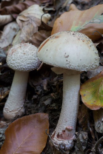 Amanitaceae_Amanita rubescens 1-2.jpg