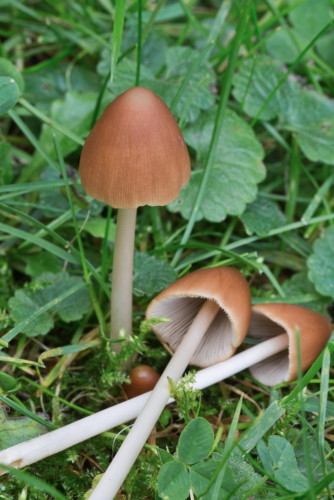 Coprinaceae_Psathyrella sp 2-2.jpg