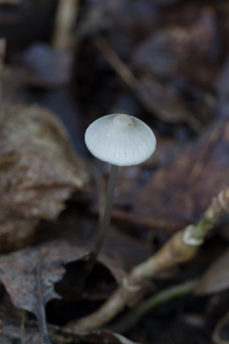 Tricholomataceae_Mycena vitilis 1-2.jpg