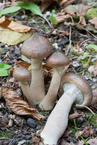 Tricholomataceae_Armillaria sp 1-2.jpg