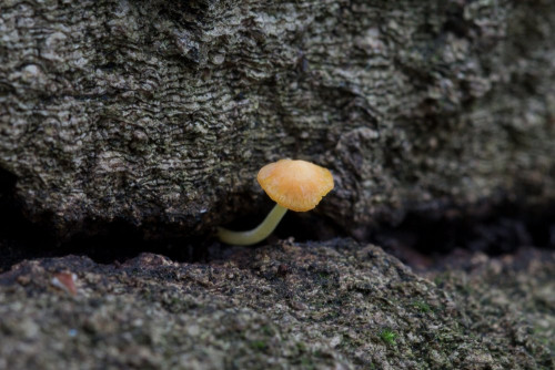 Tricholomataceae_Mycena acicula 1-2.jpg