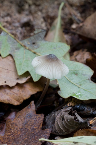 Tricholomataceae_Mycena arcangeliana 1-2.jpg