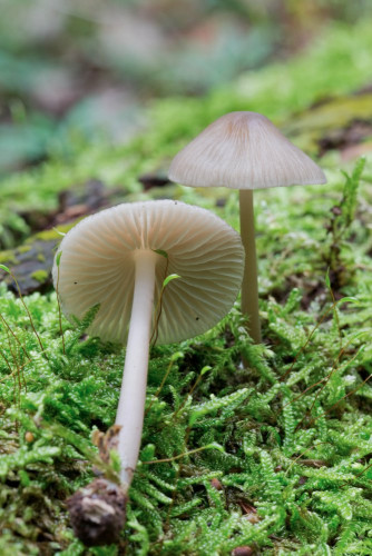 Tricholomataceae_Mycena galericulata 3-2.jpg