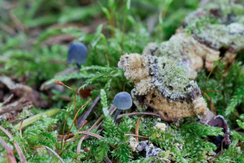 Tricholomataceae_Mycena pseudocorticola 1-2.jpg