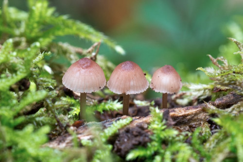 Tricholomataceae_Mycena purpureofusca 2-2.jpg