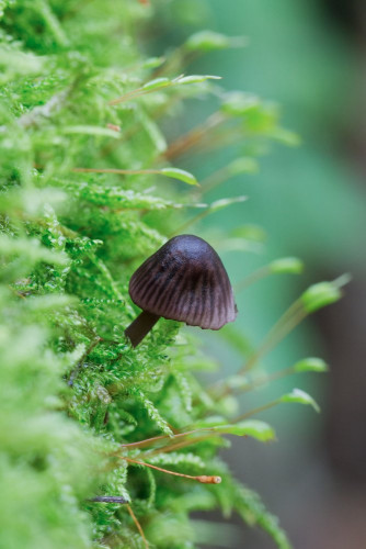 Tricholomataceae_Mycena purpureofusca 3-2.jpg