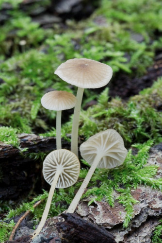 Tricholomataceae_Mycena sp 2-2.jpg