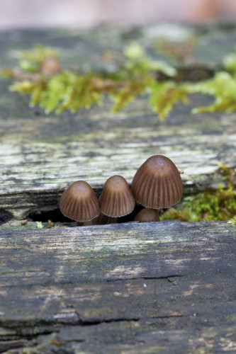 Tricholomataceae_Mycena stipata 2 det-2.jpg