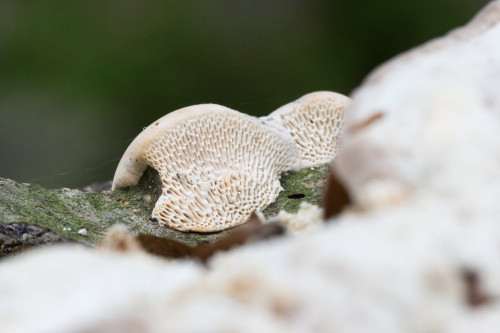 Coriolaceae_Trametes gibbosa 1-2.jpg