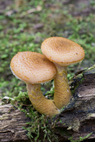 Tricholomataceae_Armillaria mellea 1-2.jpg