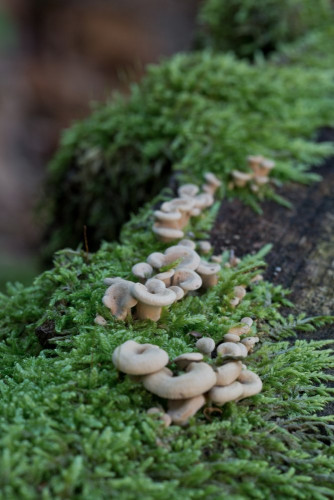 Tricholomataceae_Panellus stipticus 2-2.jpg