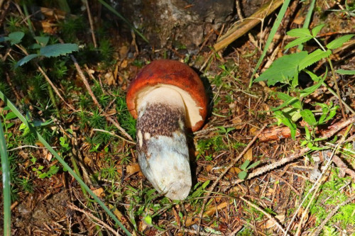 2019-09-10 #14336-w Leccinum piceinum.jpg