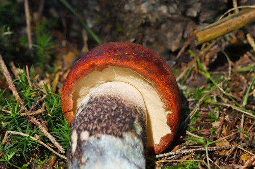 2019-09-10 #14337-w Leccinum piceinum.jpg