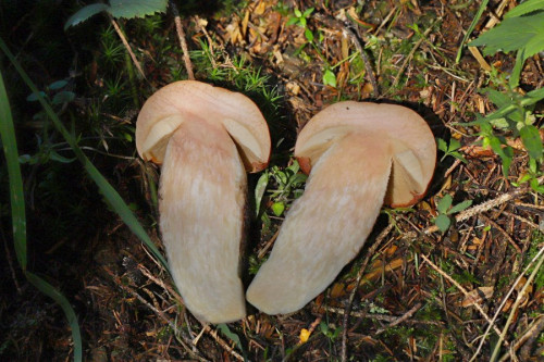 2019-09-10 #14338-w Leccinum piceinum.jpg