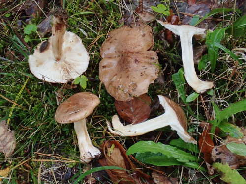 Tricholoma populinum-StO.JPG