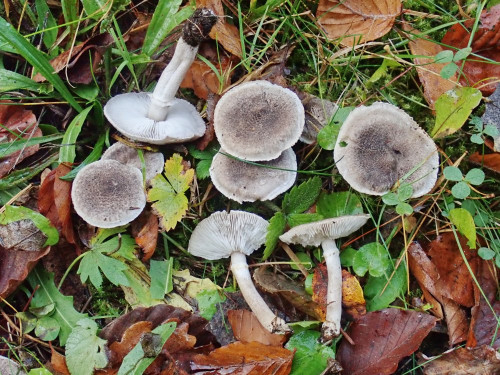 Tricholoma cingulatum-StO.JPG