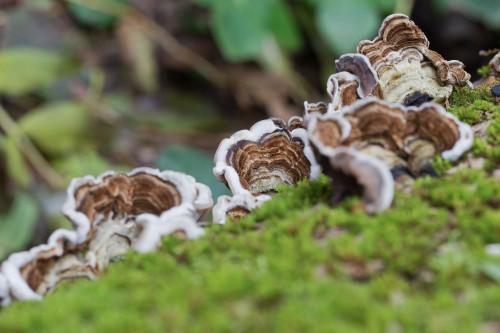 Auriculariaceae_Auricularia mesenterica 1-4.jpg