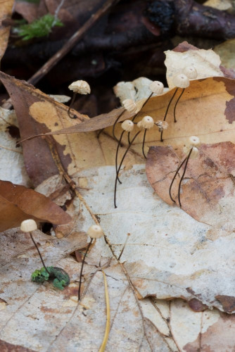 Tricholomataceae_Marasmius bulliardii 1-2.jpg